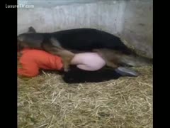 The guy is being fucked by a German shepherd.